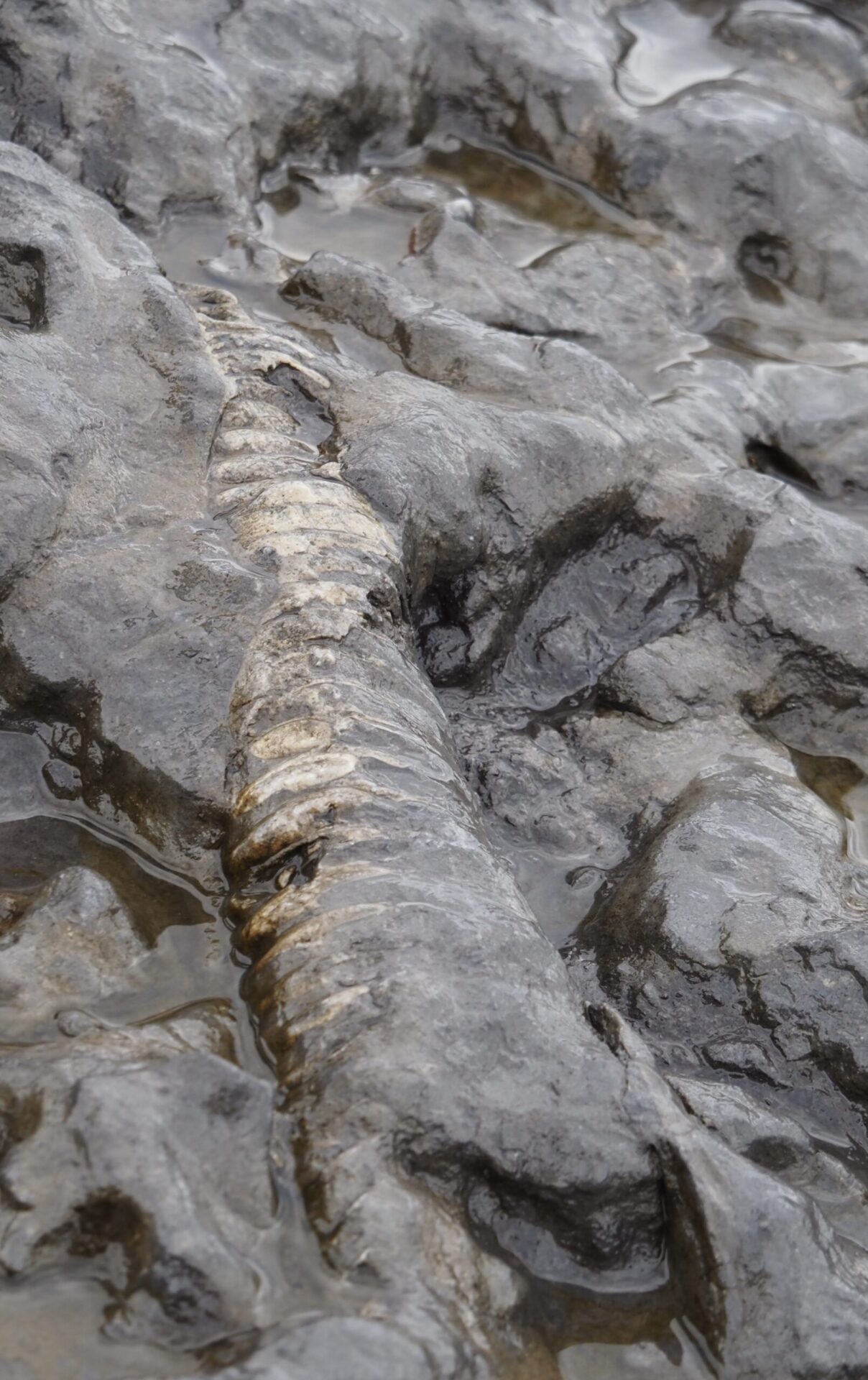 Fossil blekksprutP7030064